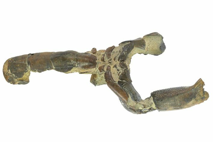 Fossil Mud Lobster (Thalassina) - Australia #95782